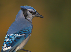 Cyanocitta cristata image