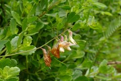 Lathyrus vestitus ochropetalus