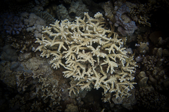 Acropora hemprichii