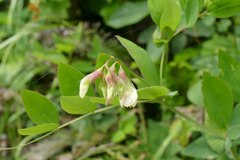Lathyrus vestitus ochropetalus