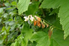 Lathyrus vestitus ochropetalus