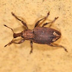 Graptus kaufmanni
