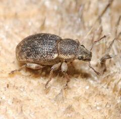 Mesagroicus obscurus