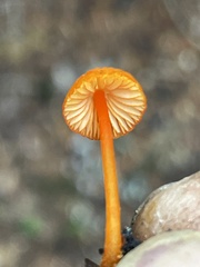 Mycena strobilinoidea