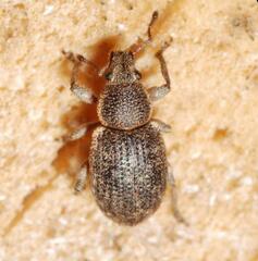 Mesagroicus obscurus