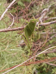 Schistocerca flavofasciata