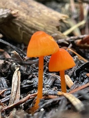 Mycena strobilinoidea