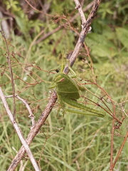 Schistocerca flavofasciata