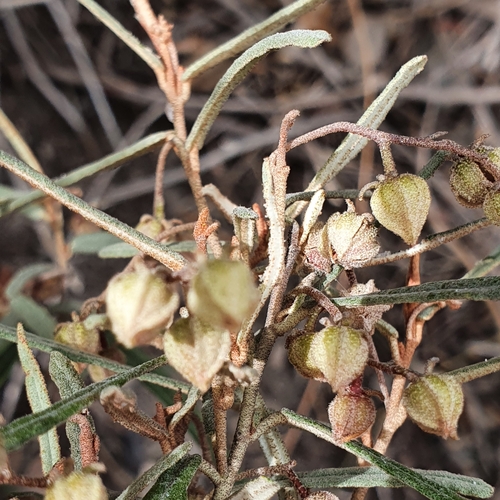 Image of Lasiopetalum baueri by (c) ronavery, some rights reserved (CC BY)