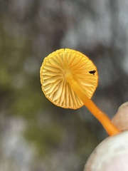 Mycena strobilinoidea