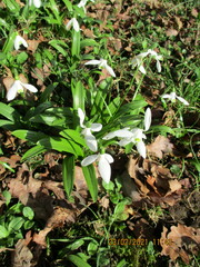 Galanthus woronowii
