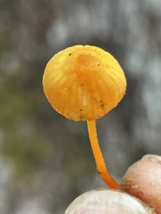 Mycena strobilinoidea