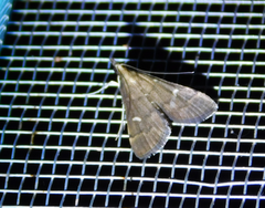 Dolicharthria punctalis