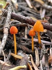 Mycena strobilinoidea