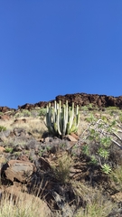 Euphorbia canariensis