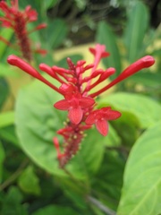 Ixora