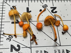 Mycena strobilinoidea