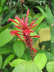 Ixora