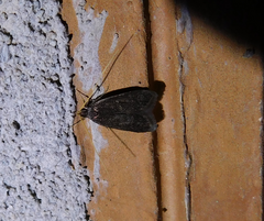 Lecithocera nigrana