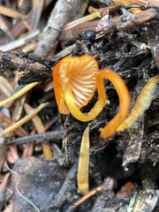 Mycena strobilinoidea