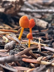 Mycena strobilinoidea