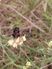 Palpada rufoscutellata