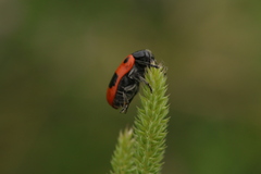 Clytra