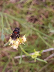 Palpada rufoscutellata