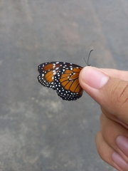 Danaus gilippus gilippus