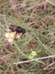 Palpada rufoscutellata