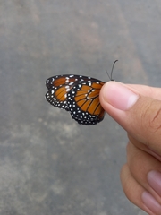 Danaus gilippus gilippus