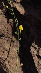 Nanorrhinum scoparium