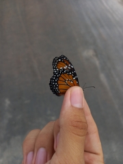 Danaus gilippus gilippus