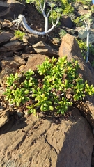 Aeonium lindleyi