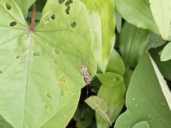 Phylloscyrtus amoenus