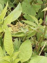 Leucanella viridescens