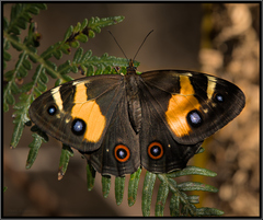 Tisiphone abeona albifascia