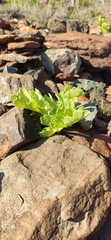 Astydamia latifolia