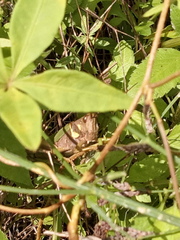 Coryacris angustipennis