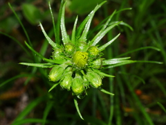 Dolichoglottis lyallii