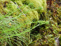 Dolichoglottis lyallii