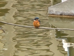 Alcedo atthis bengalensis