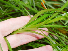 Dolichoglottis lyallii