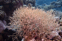 Melithaea rubrinodis