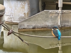 Alcedo atthis bengalensis