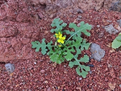 Erucastrum canariense