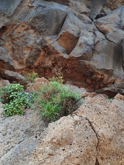 Sonchus leptocephalus