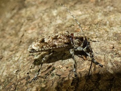 Aegomorphus bivitta