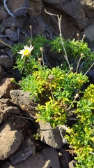 Argyranthemum frutescens succulentum
