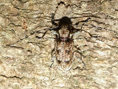 Aegomorphus bivitta